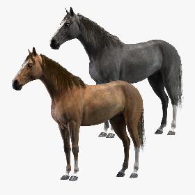 3D Horses (Rigged) model